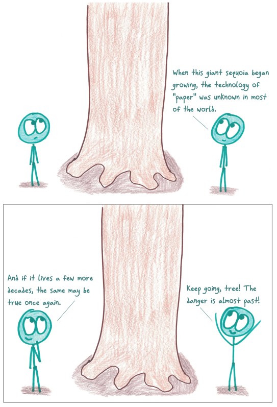 2018.9.4 sequoia older than paper.jpg